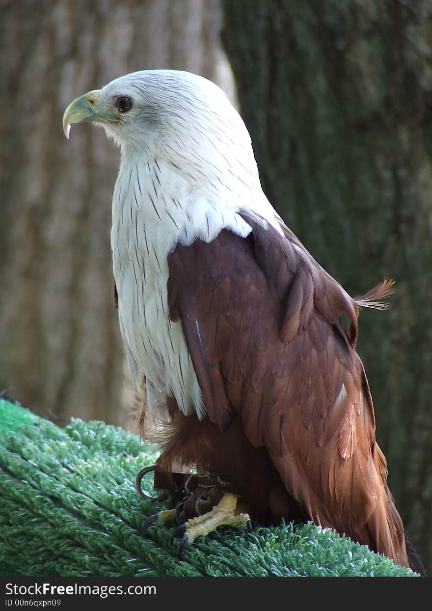 Brown And White Standing Eagle