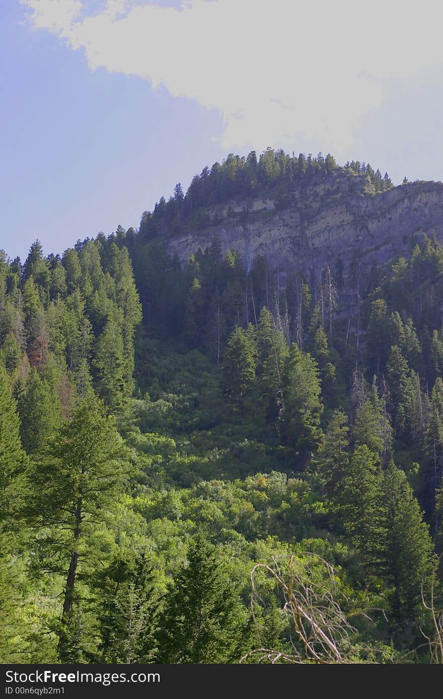 Front view of pine trees on mountain side. Front view of pine trees on mountain side