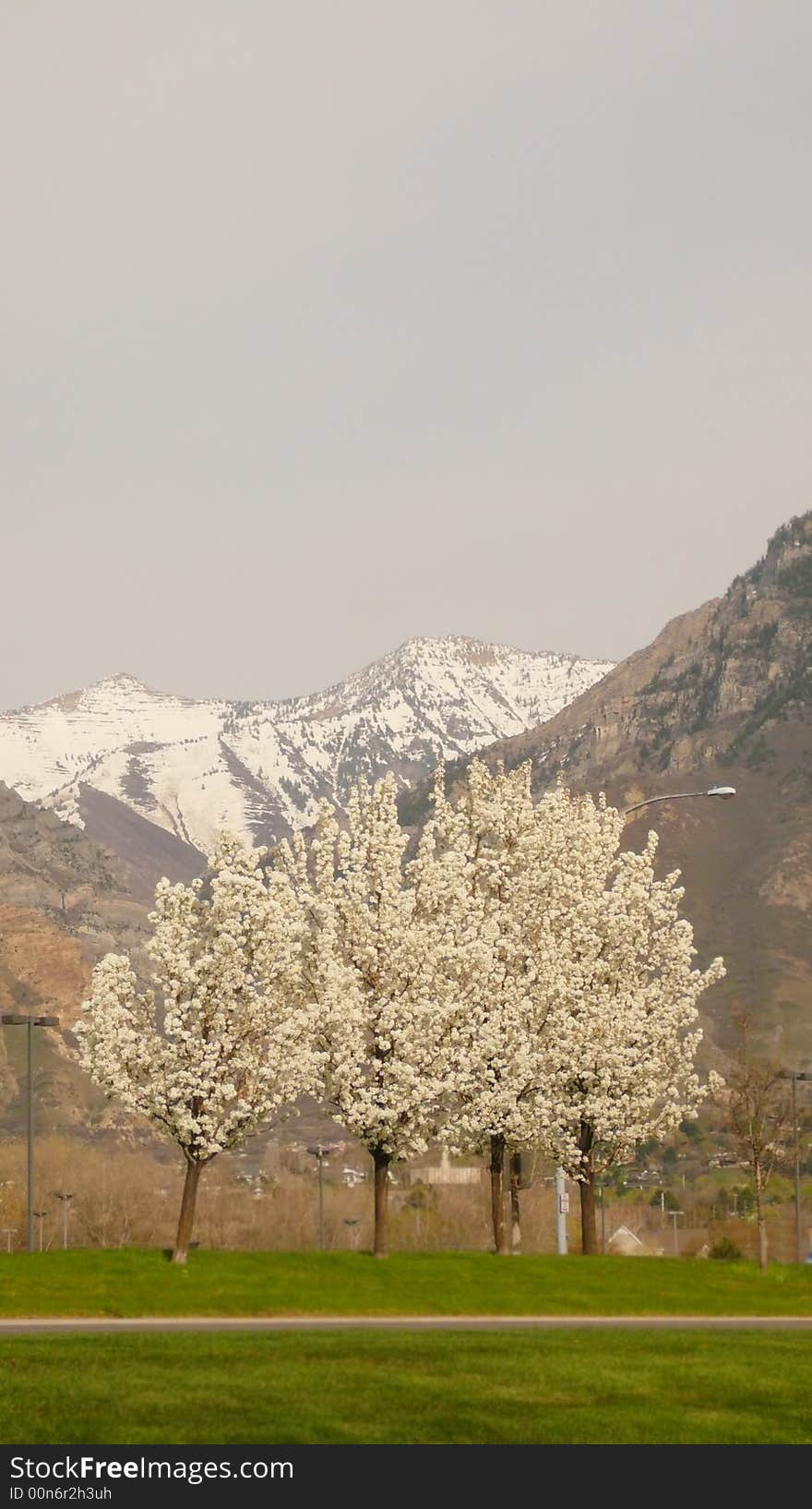 Trees and mountain range