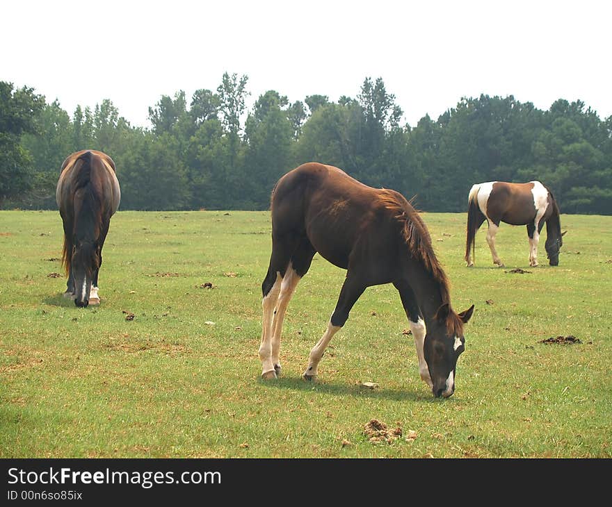 Three Horses Grazing