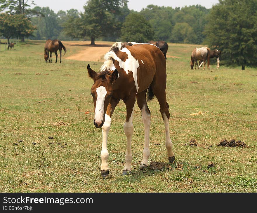 A little painted colt in a field with several other horses.