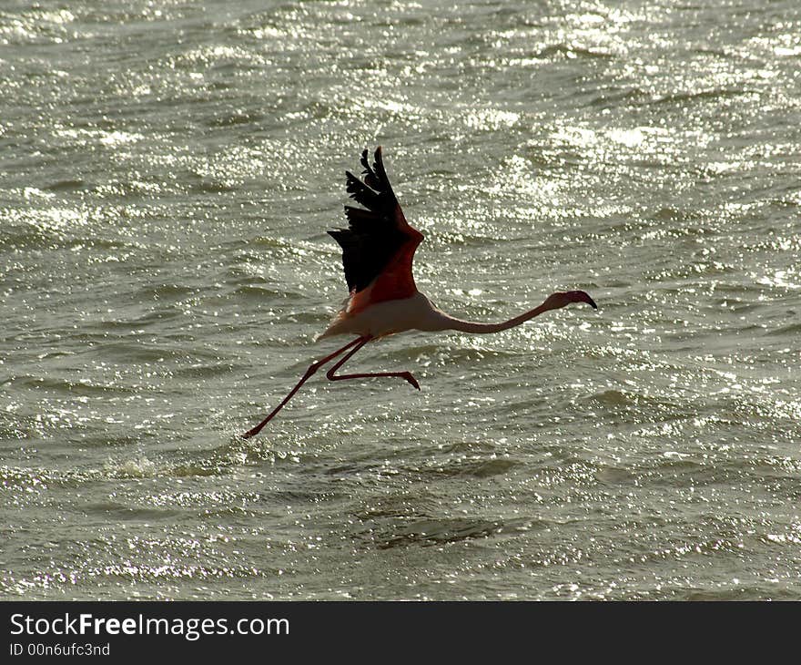 Flamingo ready to fly