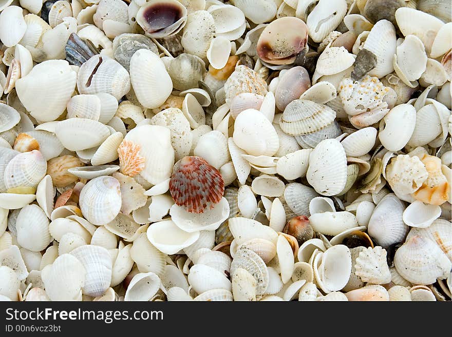 Calico Scallop Seashell