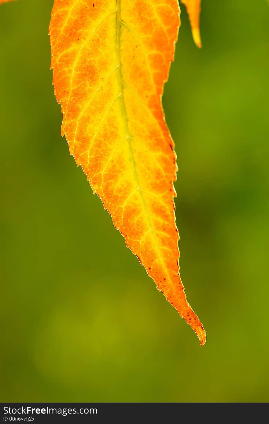 Foliage of plants covered by  sunlight in autumn park,  close up