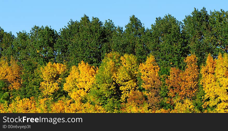 Comes  foliage on trees green and yellow is time to autumn