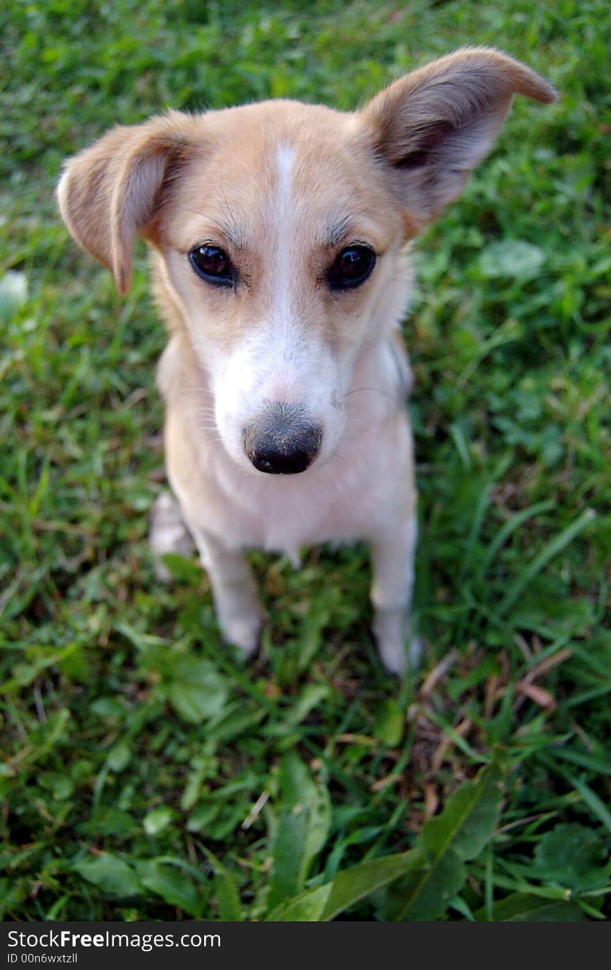 Little yellow doggy with big ear and kind eyes. Little yellow doggy with big ear and kind eyes