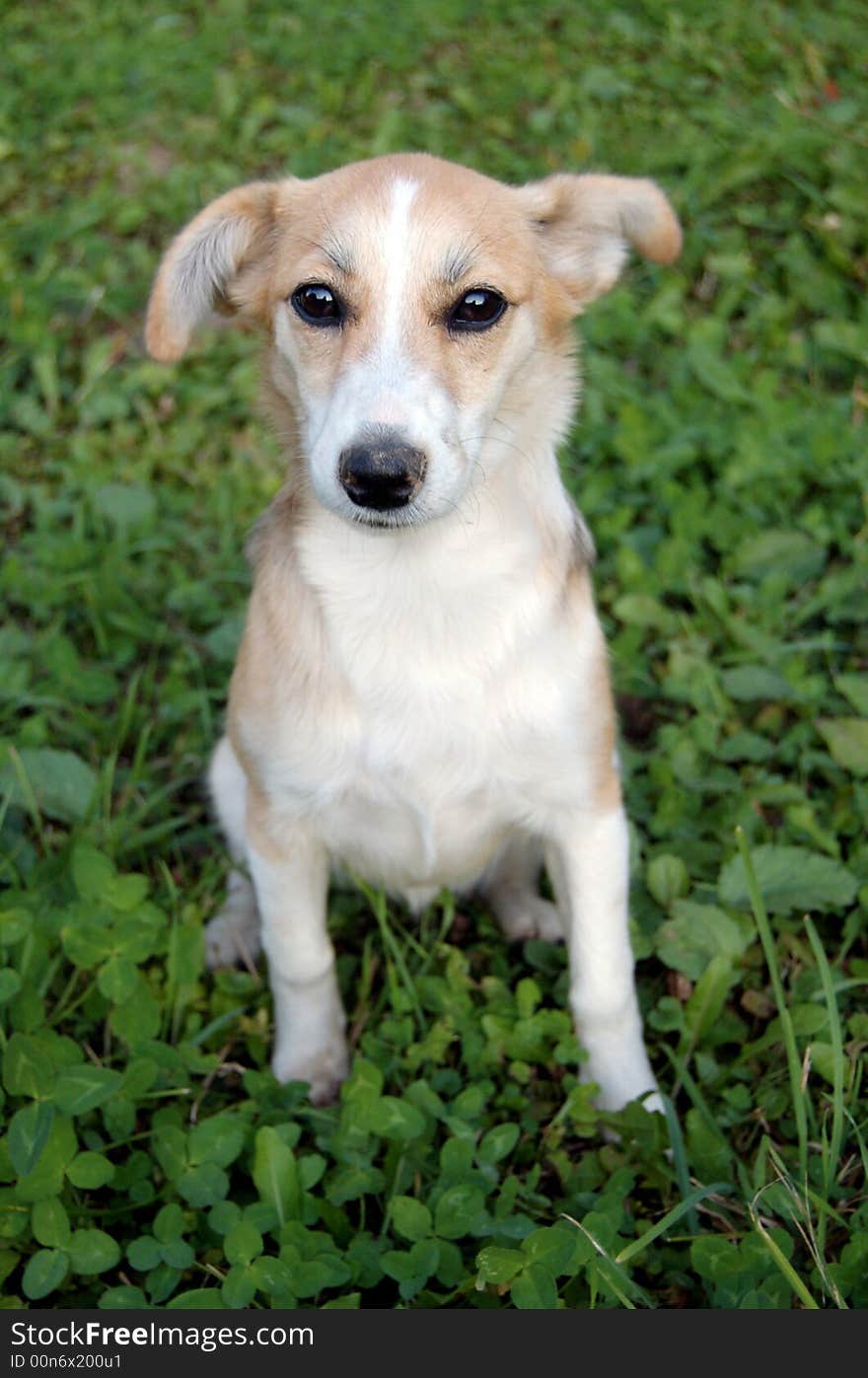 Doggy with sad and devoted look