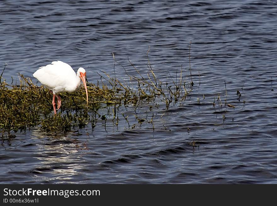 White Ibis in Florida's Merritt Island National Wildlife Refuge