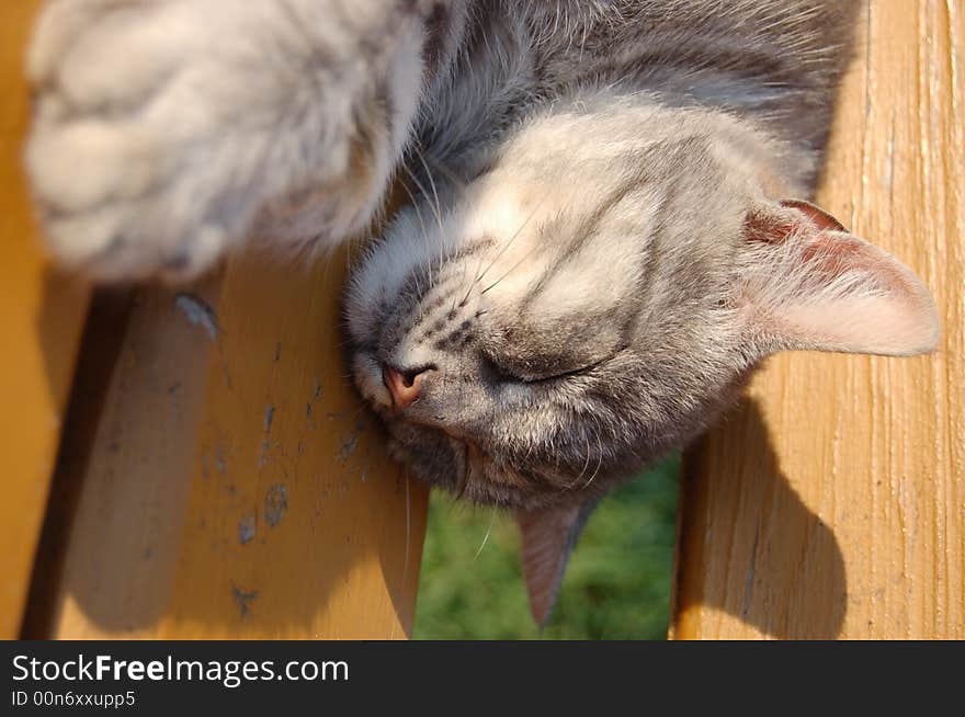 Fluffy little grey cat speeling oa a wood bench. Fluffy little grey cat speeling oa a wood bench