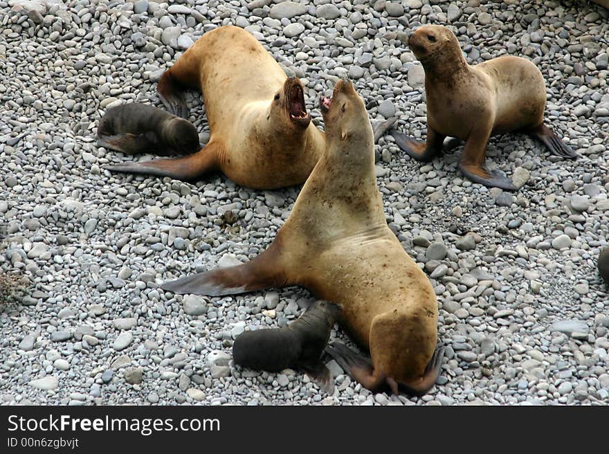 Unical arctic photo sea-lions and Its families. Unical arctic photo sea-lions and Its families