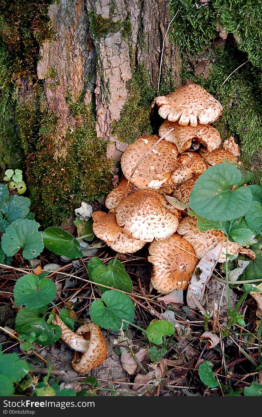 Macro of mushrooms and moss