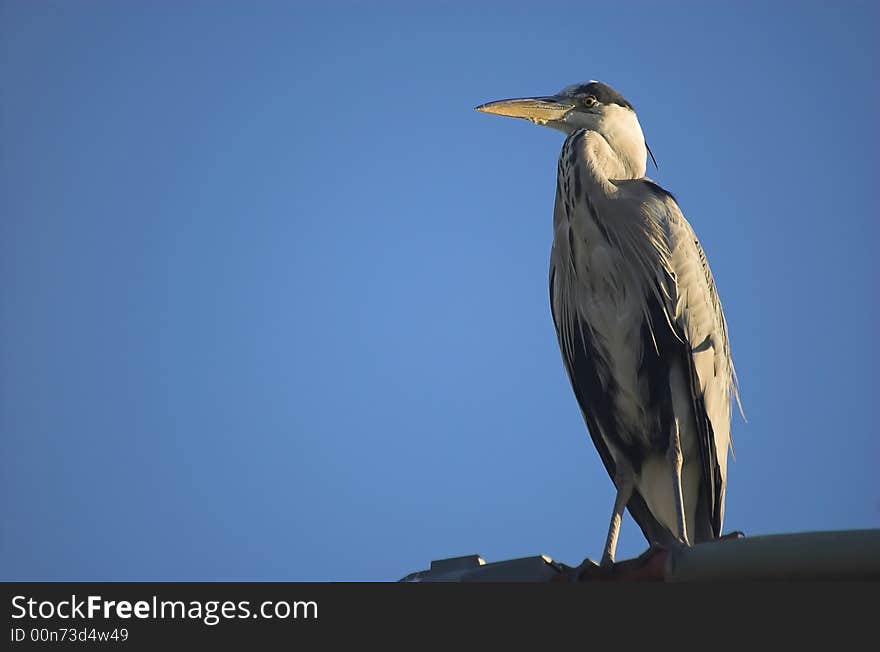 Grey heron