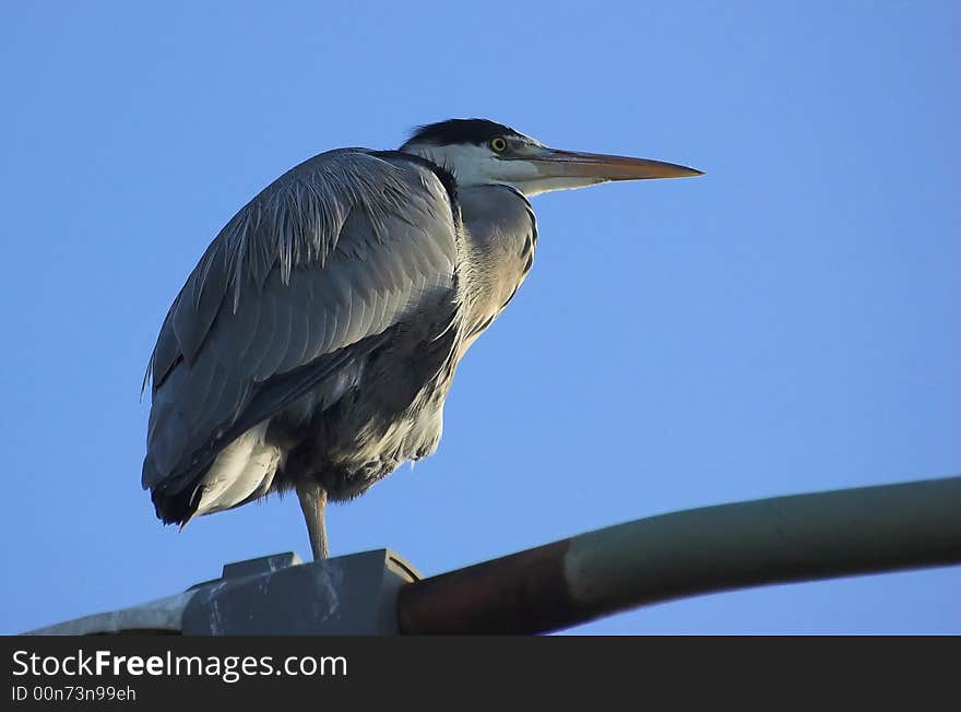 Grey heron