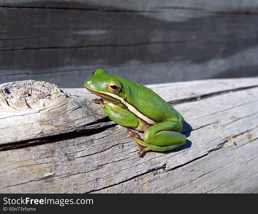 Small tree frog with white stripe posed in the sunshine. Small tree frog with white stripe posed in the sunshine.