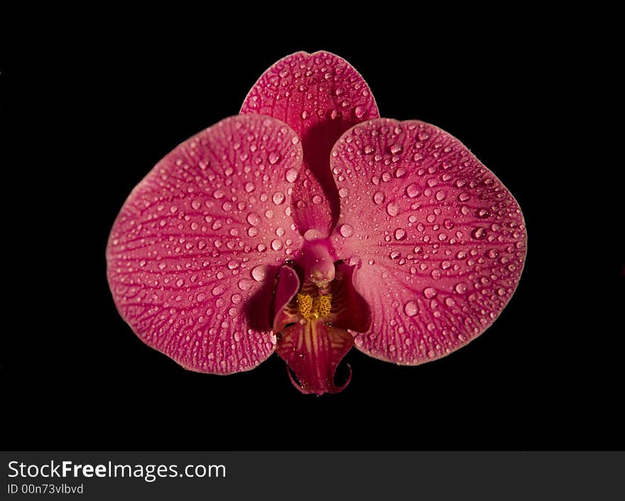 Pink wet orchid on black