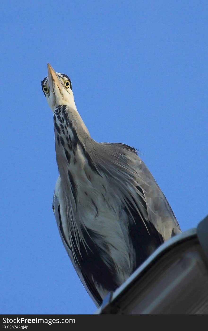 Grey heron