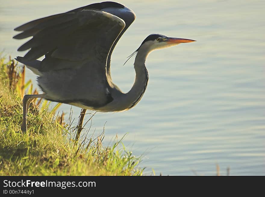 Grey Heron