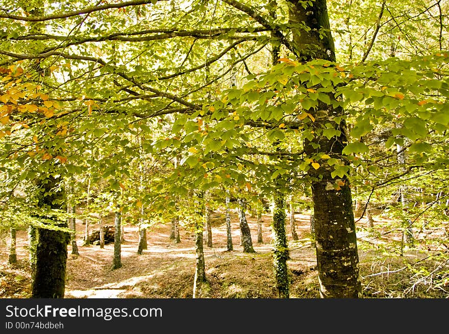 In the woods, on a fall afternoon