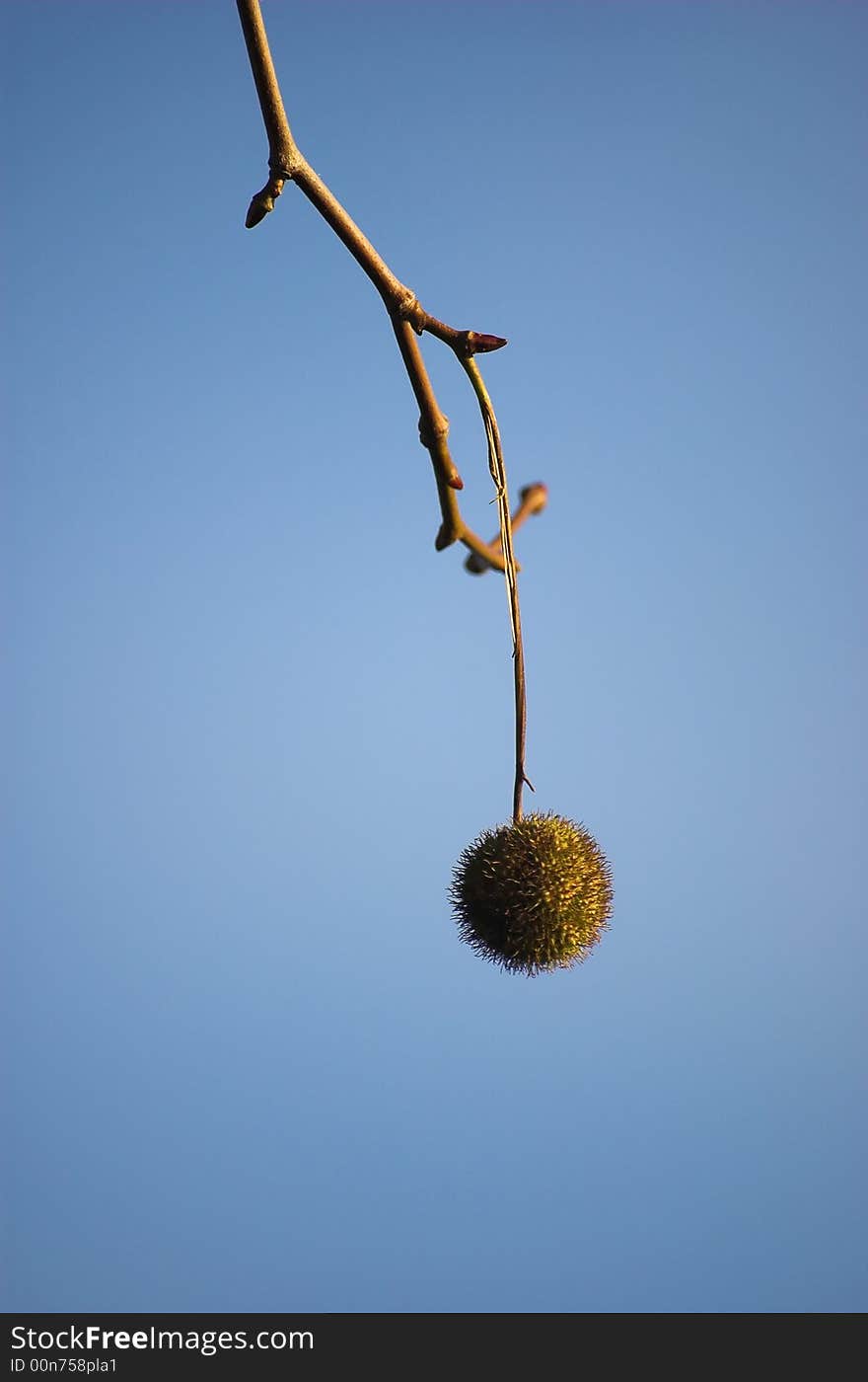 Macro picture, green plane tree fruit hanging down from a branch