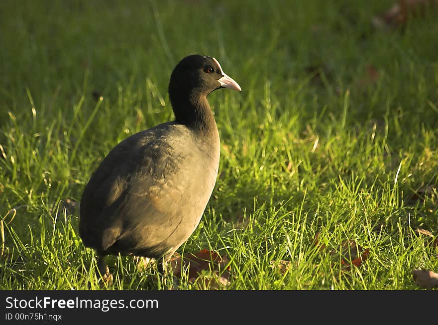 Black baldicoot searching for food next to a canal