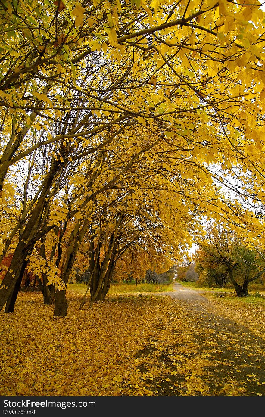 Colourful autumn in park in vicinities of Almaty