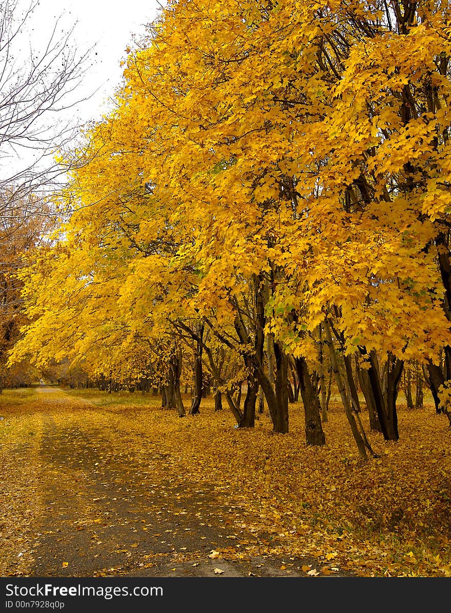 Colourful autumn in park in vicinities of Almaty