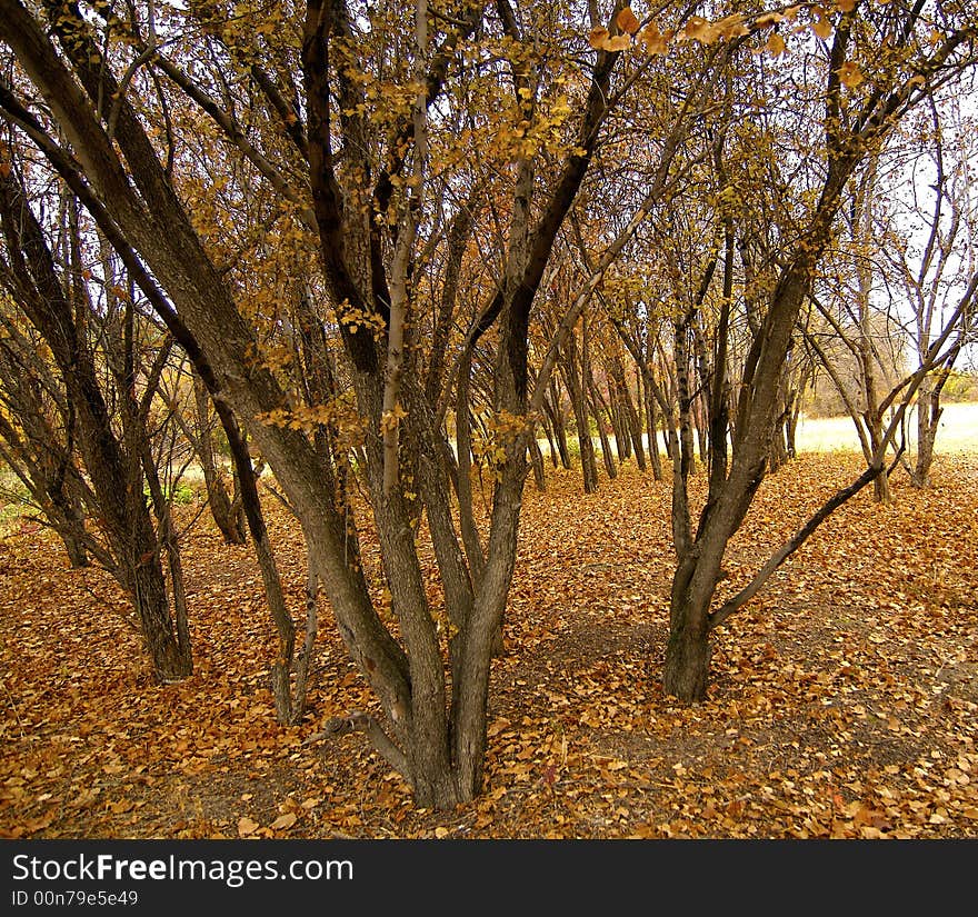 Colourful autumn in park in vicinities of Almaty