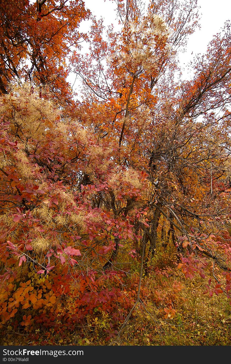 Colourful autumn in park in vicinities of Almaty