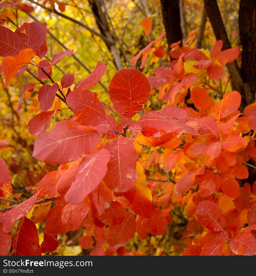 Colourful autumn in park in vicinities of Almaty