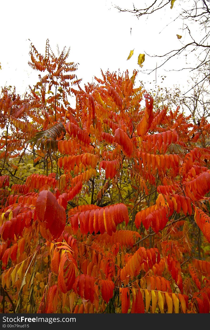 Colourful autumn in park in vicinities of Almaty