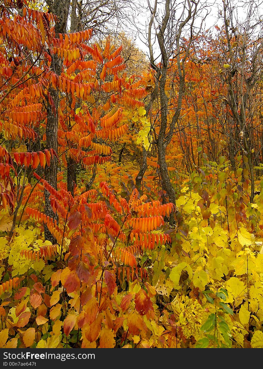 Colourful autumn in park in vicinities of Almaty