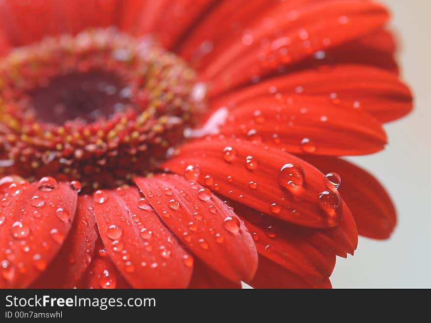 Water drops on red gerber