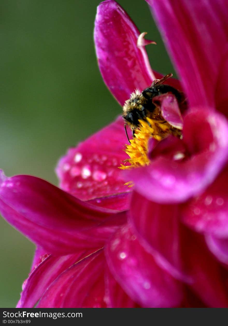 Bumblebee In Flower