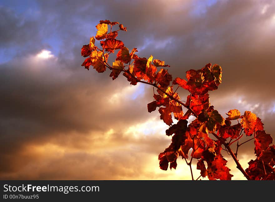 The sunset of one vine. The sunset of one vine