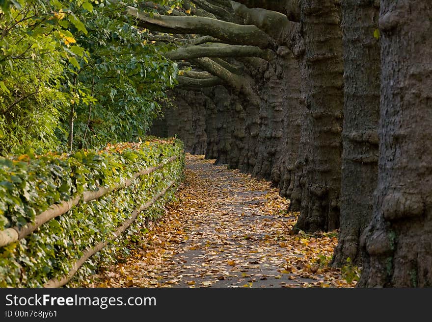 Row of maple trees, Autumn in Switzerland. Row of maple trees, Autumn in Switzerland