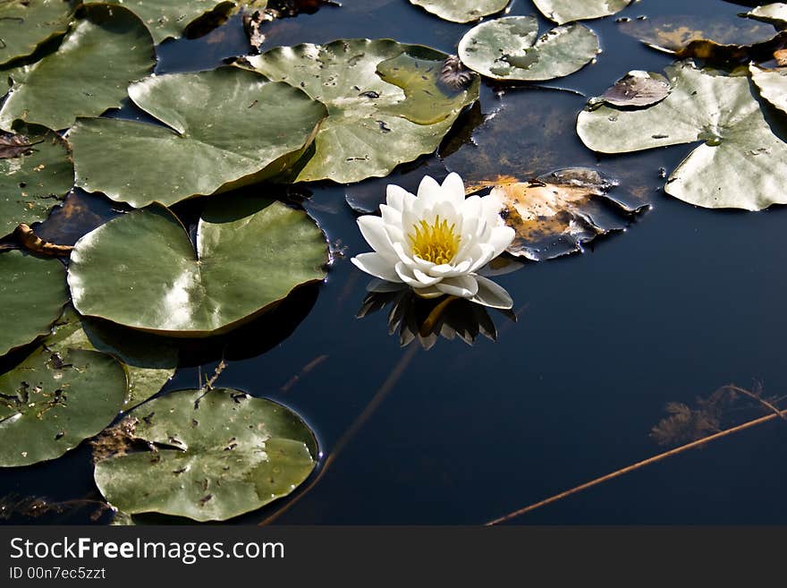 Water lily floating of the surface of the pond surrounded by big leaves. Water lily floating of the surface of the pond surrounded by big leaves