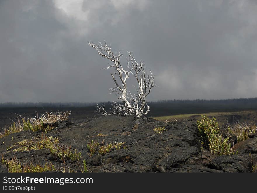 Lone Tree In The Lava