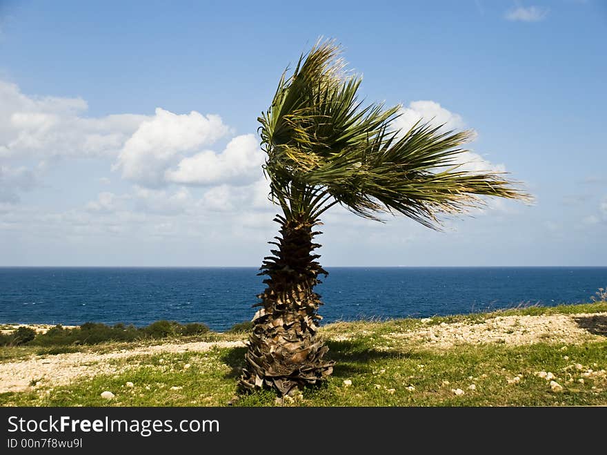 Palm in the wind - on the sea.