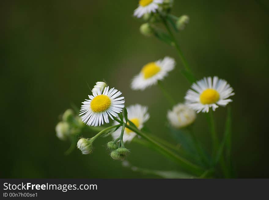 The small flower in the garden. The small flower in the garden