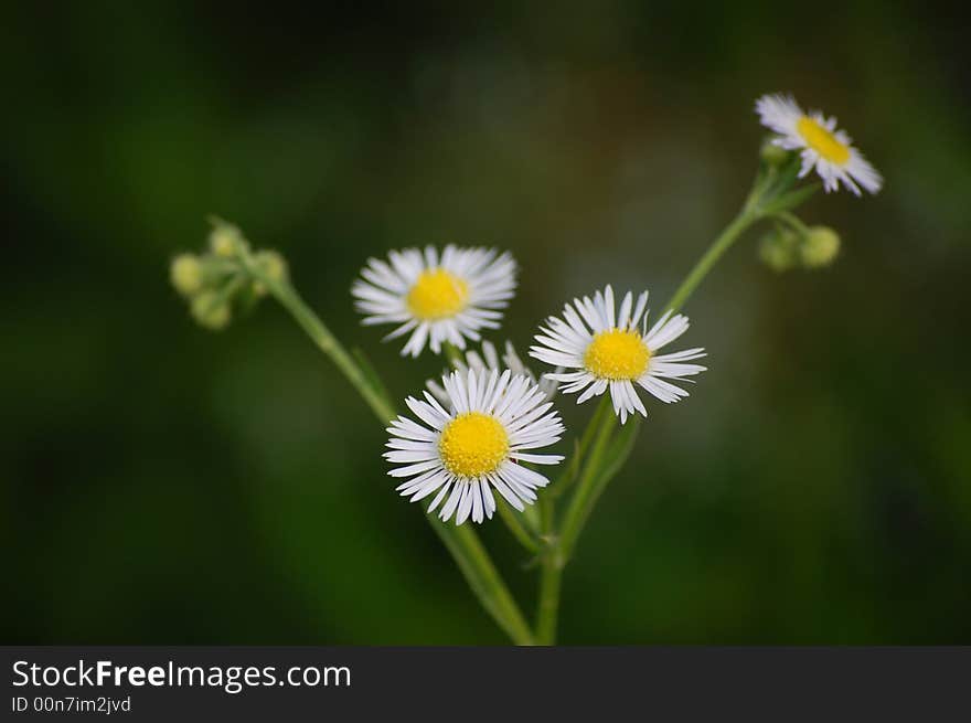 Small Flowers