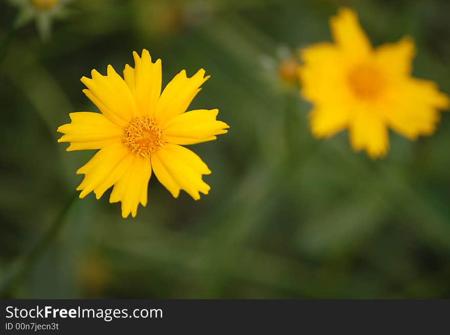 Yellow Flowers