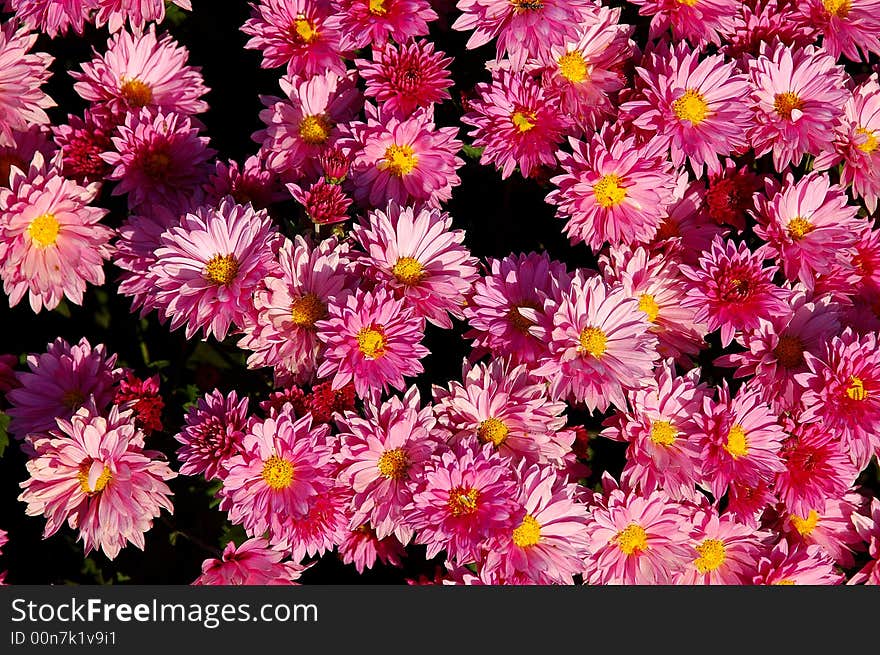 Pink chrysanthemums