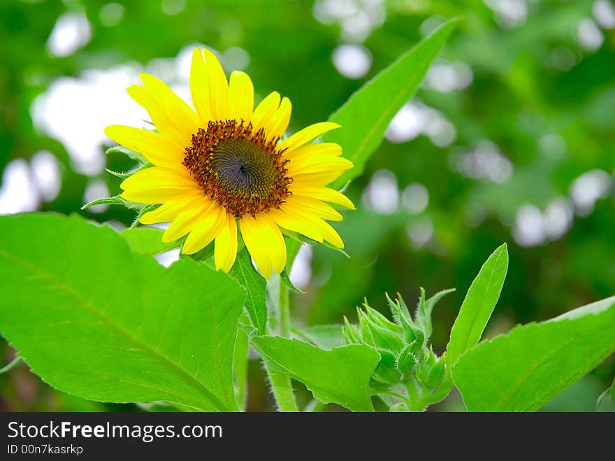 Sunflower with gree background and light