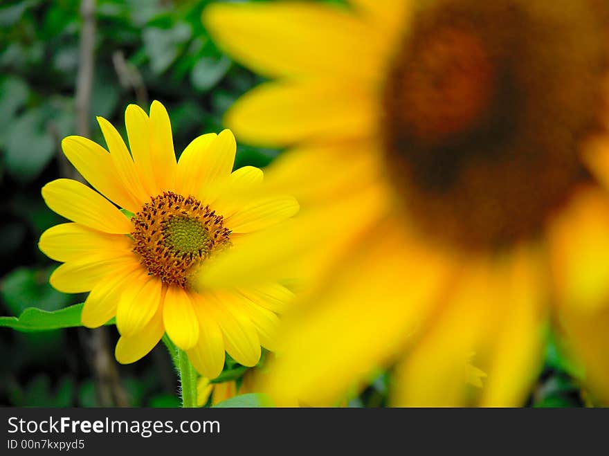 Sunflower with big sunflower foreground green background