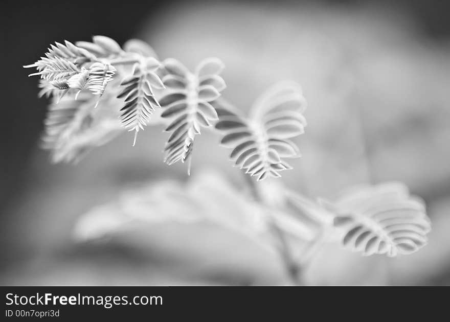 Fresh tender young fronds of the peacock flower tree presented in black and white and shallow dept of field. Fresh tender young fronds of the peacock flower tree presented in black and white and shallow dept of field