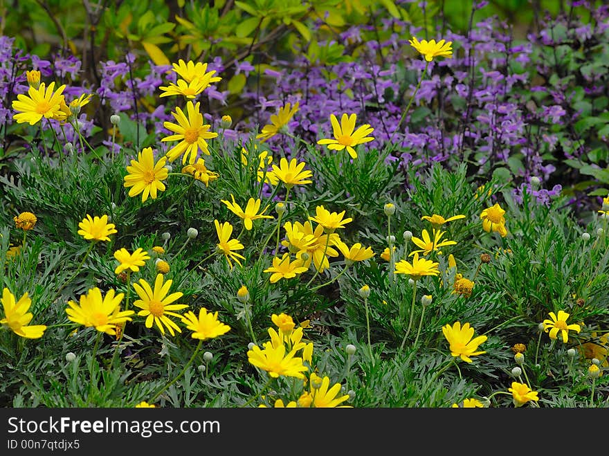 Yellow flowers with purple flowers background