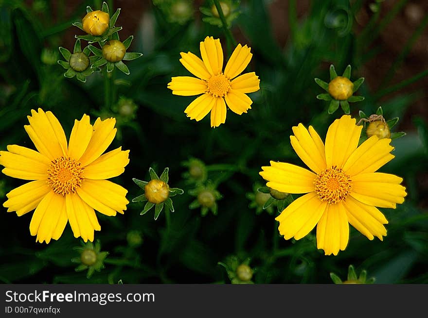 Yellow flowers