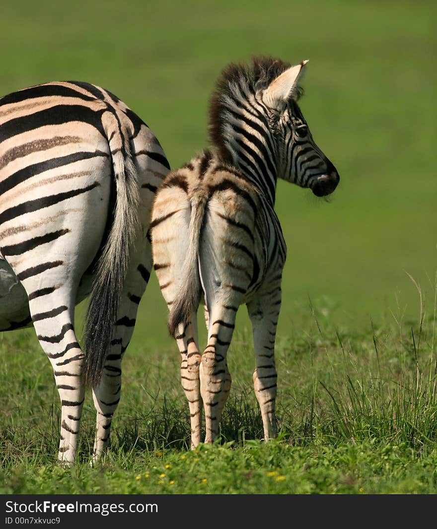 Zebra foal with its mother. Zebra foal with its mother