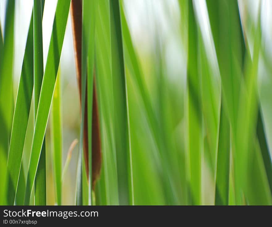 Green reeds in a pond. Green reeds in a pond