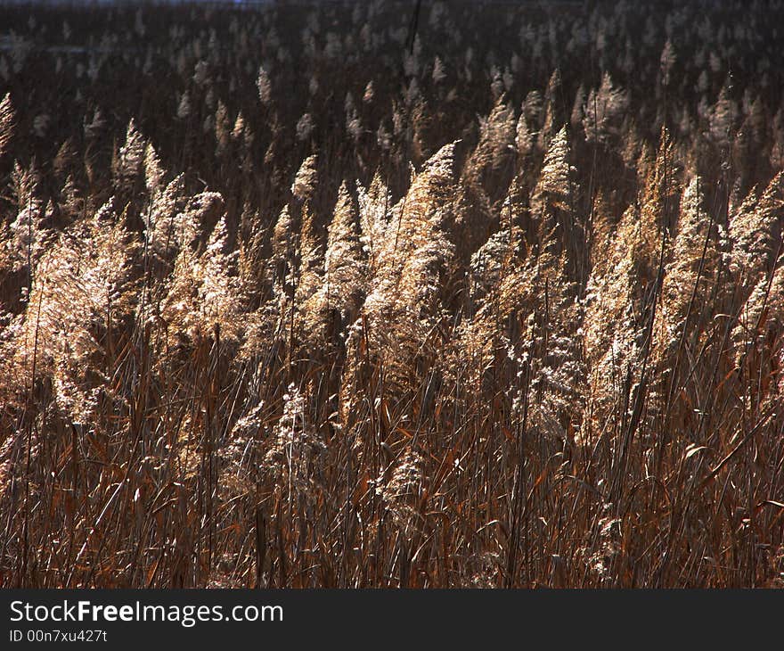 A big area of reeds in a winter's good weather day. A big area of reeds in a winter's good weather day